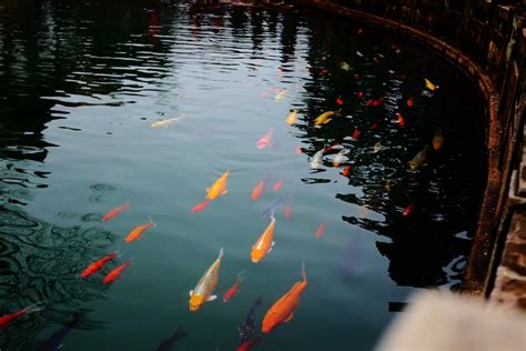 金魚要養幾隻|金魚飼養新手入門：8個金魚飼養技巧大公開（新手必。